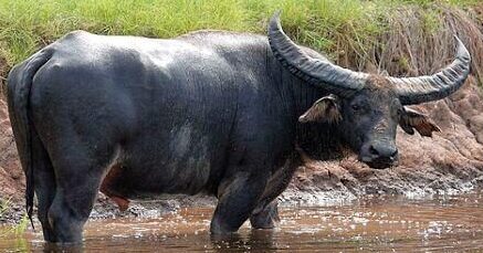 Laguiole Laguiole En Aubrac Knife 2 Pieces 12cm With Corkscrew Buffalo Handle 2 Shiny Stainless Steel Bolsters Double Plates