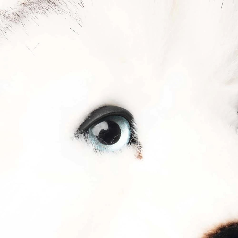 L'exception Ma Peluche Husky Léonard Blanc La Pelucherie