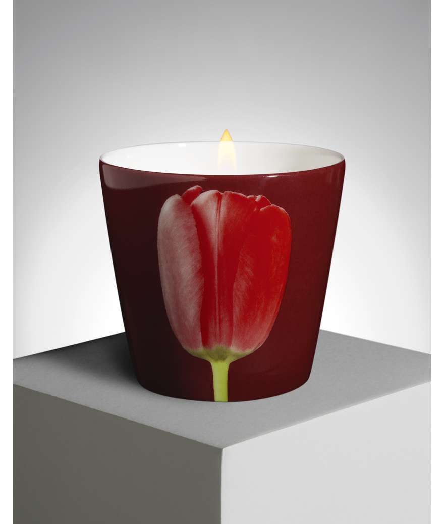 Ligne Blanche Paris R. Mapplethorpe Coffret D’une Bougie Parfumée Tulipe Rouge