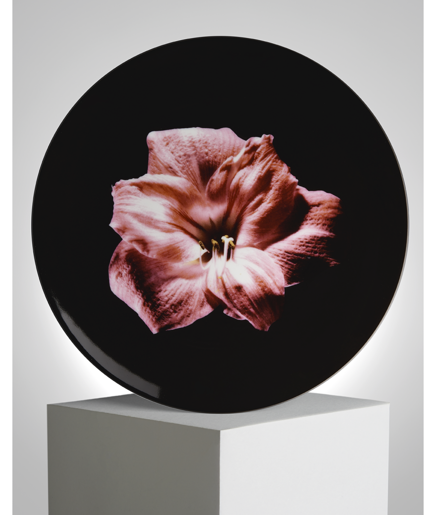 ligne blanche paris Robert MAPPLETHORPE Assiette "Amaryllis Rose" ligne blanche paris Robert MAPPLETHORPE Assiette "Amaryllis Rose"