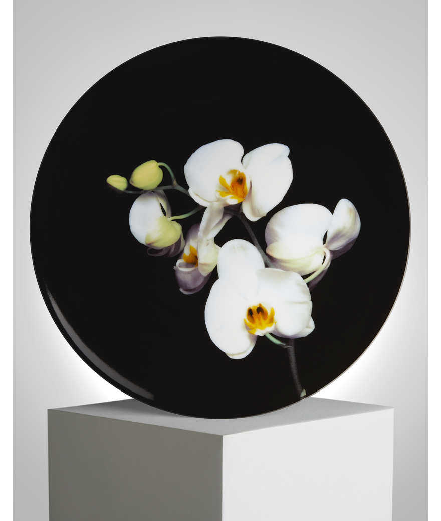 ligne blanche paris Robert MAPPLETHORPE Assiette"Orchidée en couleur"