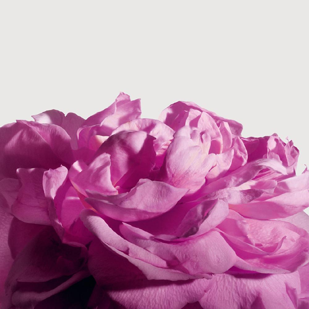 Matiere Premiere RADICAL ROSE Extrait De Parfum
