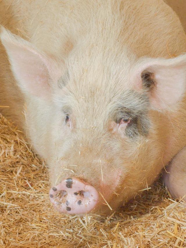 Nach Bijoux Charm's Cochon Désiré - Nach X La Tanière