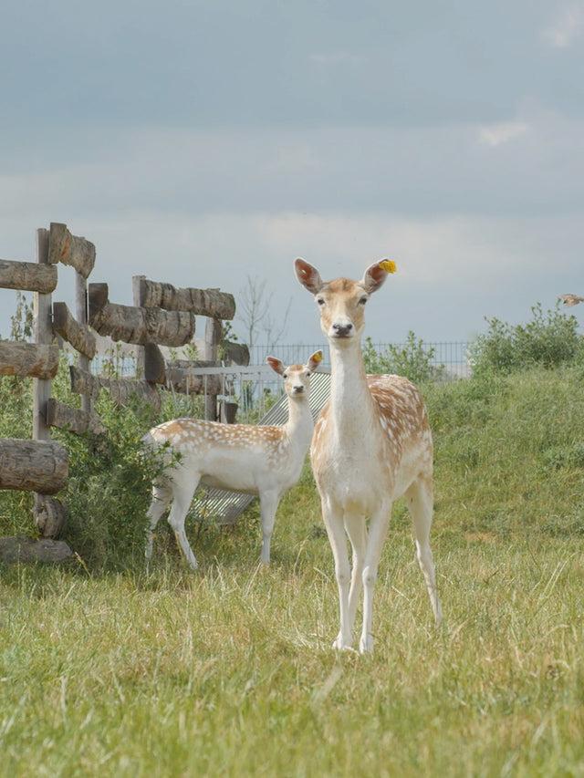Nach Bijoux Charm's Daim Flora - Nach X La Tanière