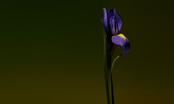 Olfactive Studio Iris Shot