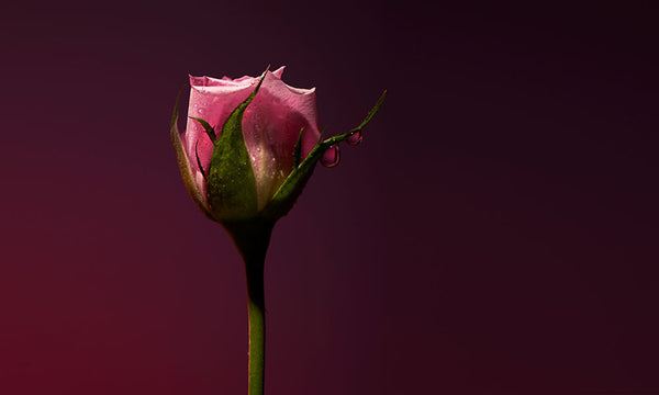Olfactive Studio Rose Shot