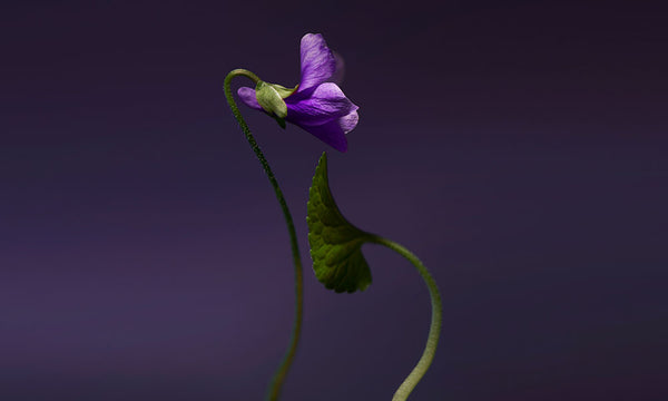 Olfactive Studio Violet Shot