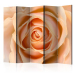paris prix Paravent 5 Volets "Peach Colored Rose" 172x225cm