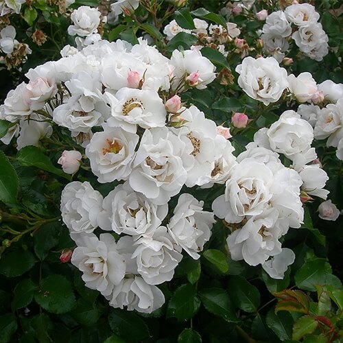 philippe starck Baptême du rosier "Starck"