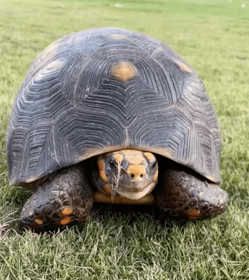 philippe starck Tout ira pour le mieux : 2022 par Philippe Starck philippe starck Tout ira pour le mieux : 2022 par Philippe Starck