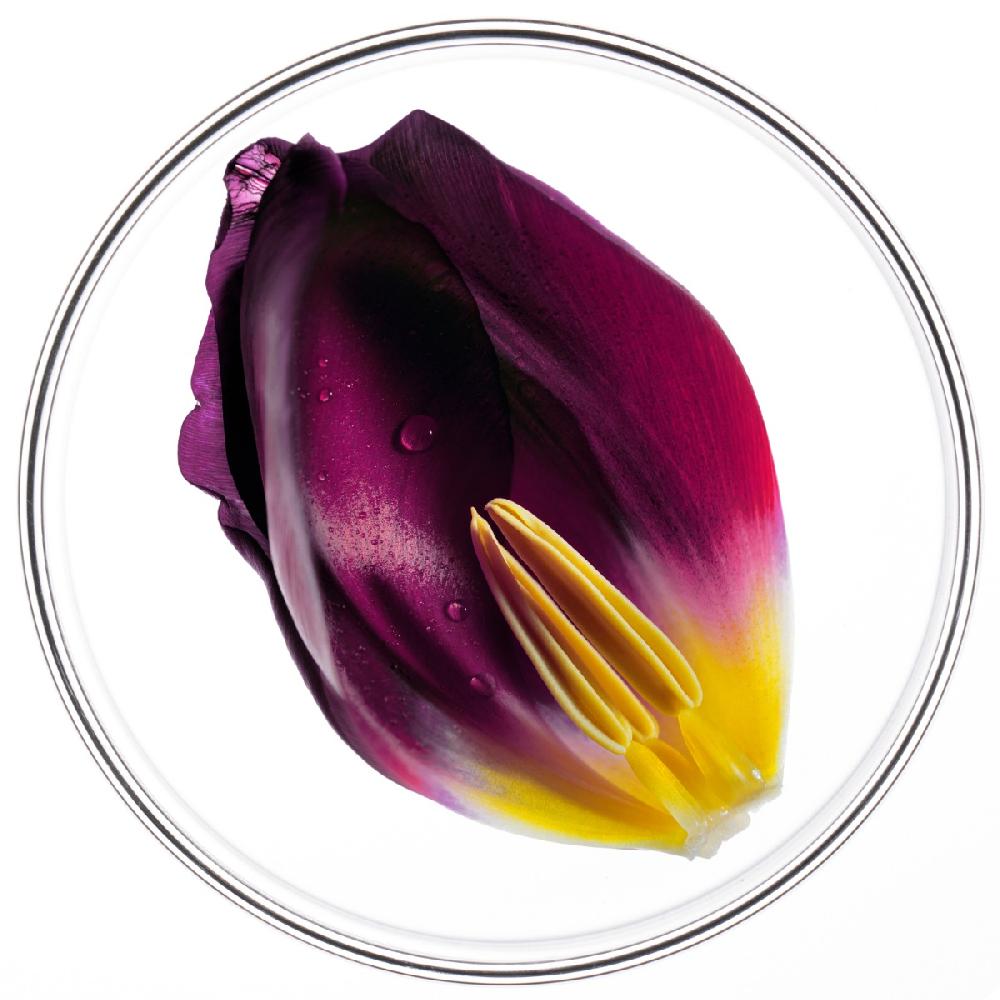 Phyto PHYTOCYANETRAITEMENT ANTICHUTE FEMME