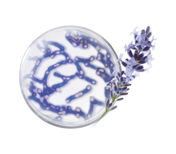 Pierre Ricaud Contour Yeux De Nuit Régénération Suprême