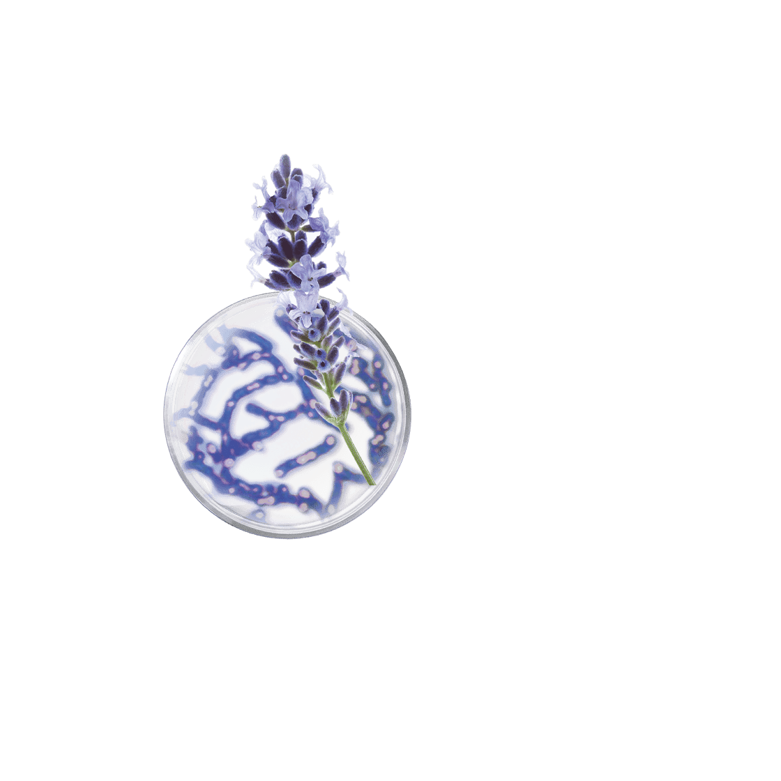 pierre ricaud Contour yeux de nuit régénération suprême