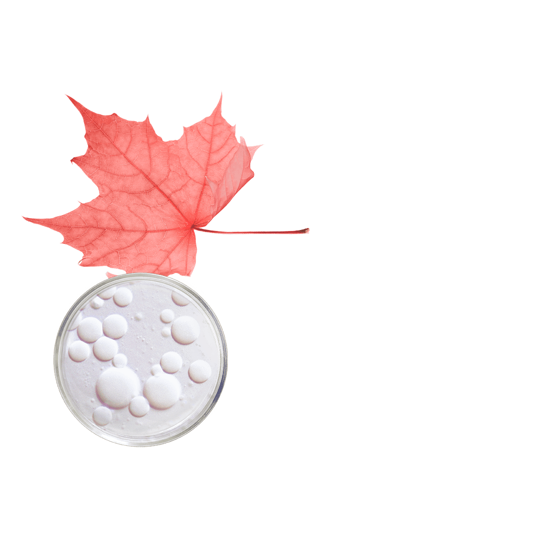 pierre ricaud Crème riche nutrition intense et réconfort