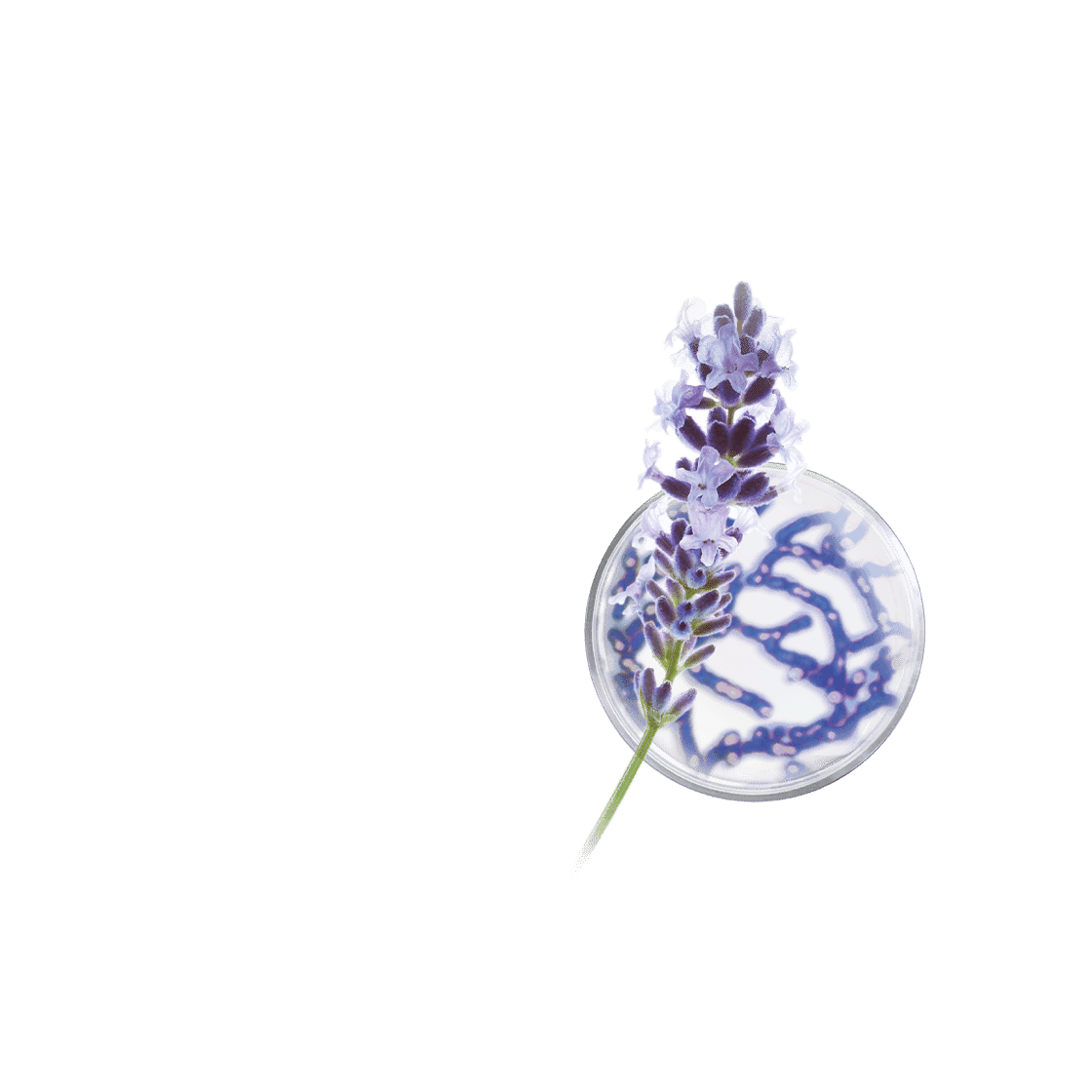 pierre ricaud Elixir de nuit régénération suprême SOS nutrition