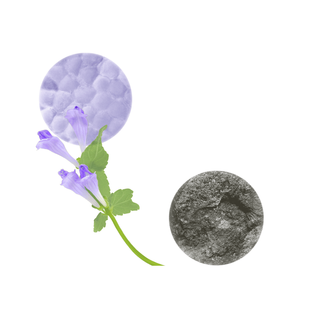 pierre ricaud Masque désincrustant et anti-points noirs