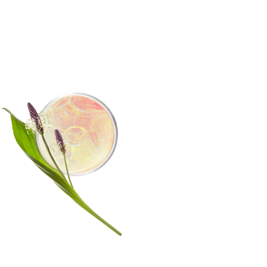 pierre ricaud Crème anti-rides multi-sensibilités