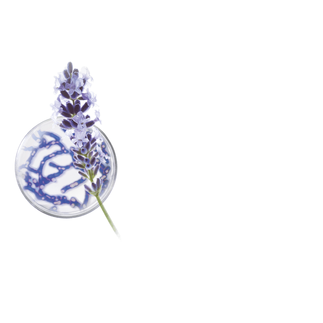 pierre ricaud Crème de nuit régénération suprême