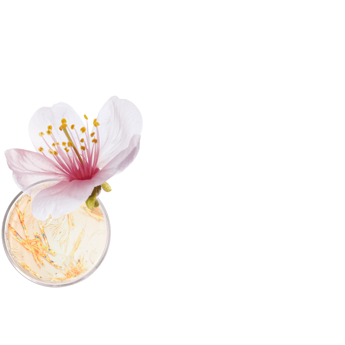 pierre ricaud Crème lifting cou et décolleté