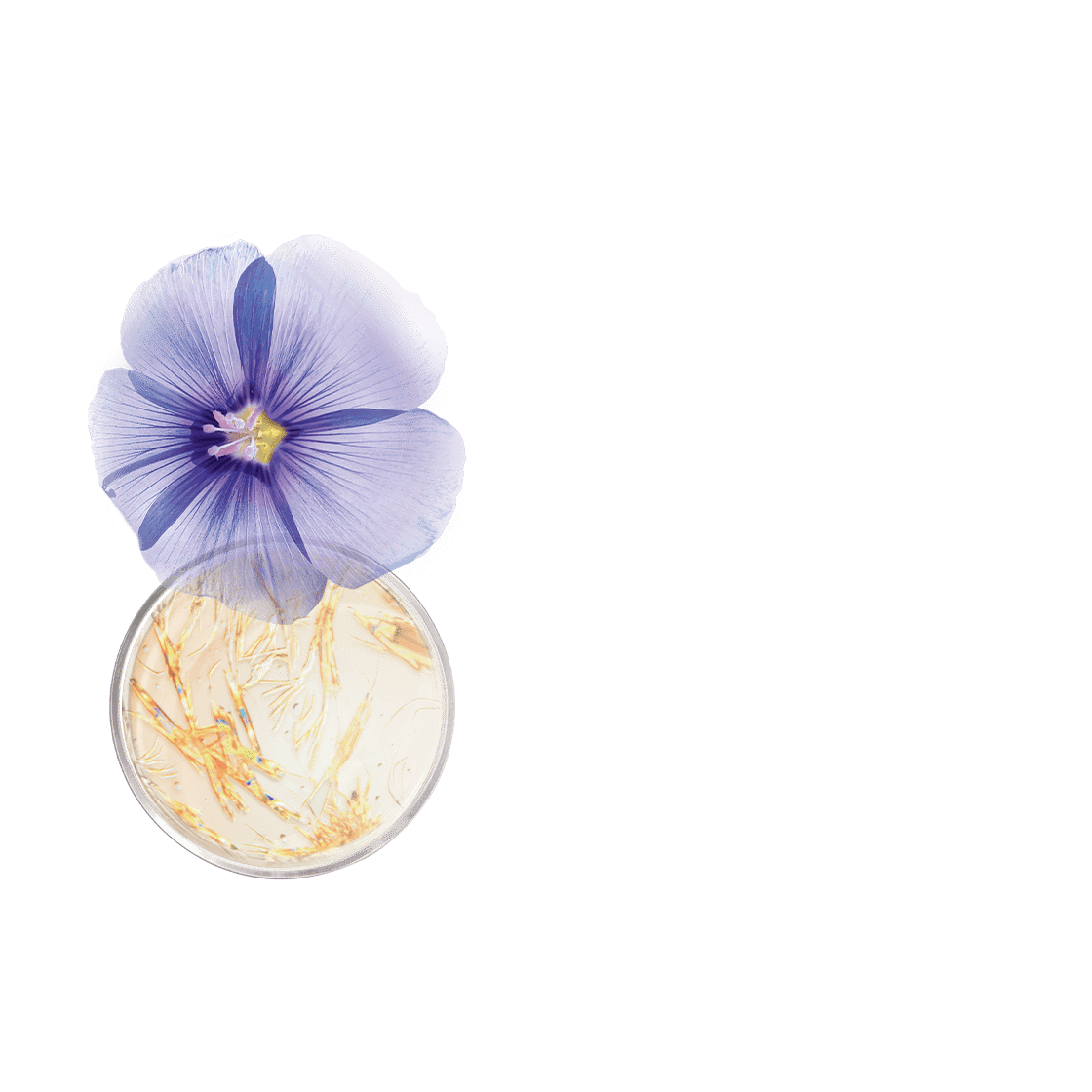 pierre ricaud Crème lifting