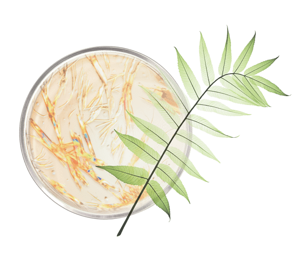 Pierre Ricaud Crème Mains éclaircissante Taches