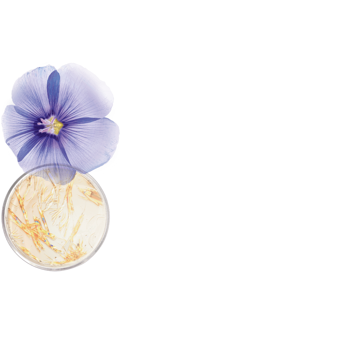 pierre ricaud Cure lifting affinante ovale visage