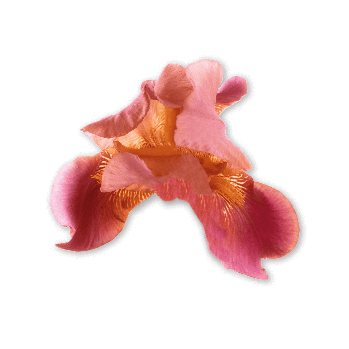 pierre ricaud Eau de parfum Âme Toscane Intense