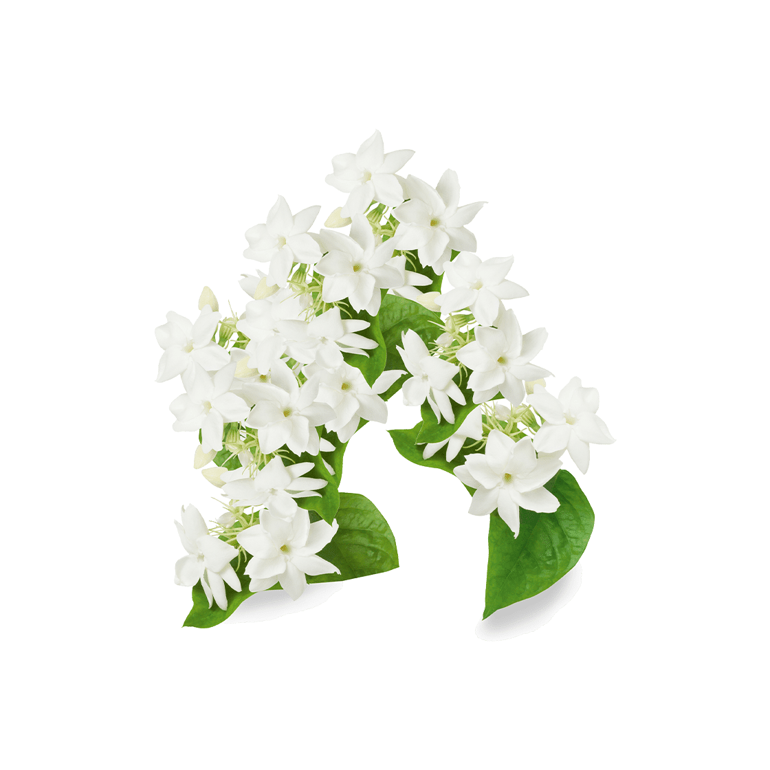 pierre ricaud Eau de parfum Jasmin Sambac