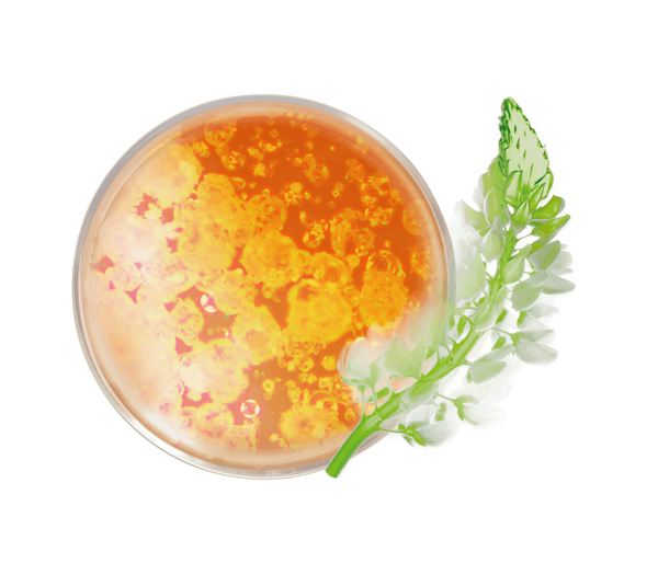 Pierre Ricaud Fluide De Teint Glow Beige 1