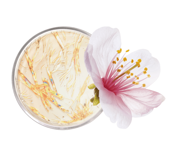 Pierre Ricaud Fond De Teint Liftant Rosé 3