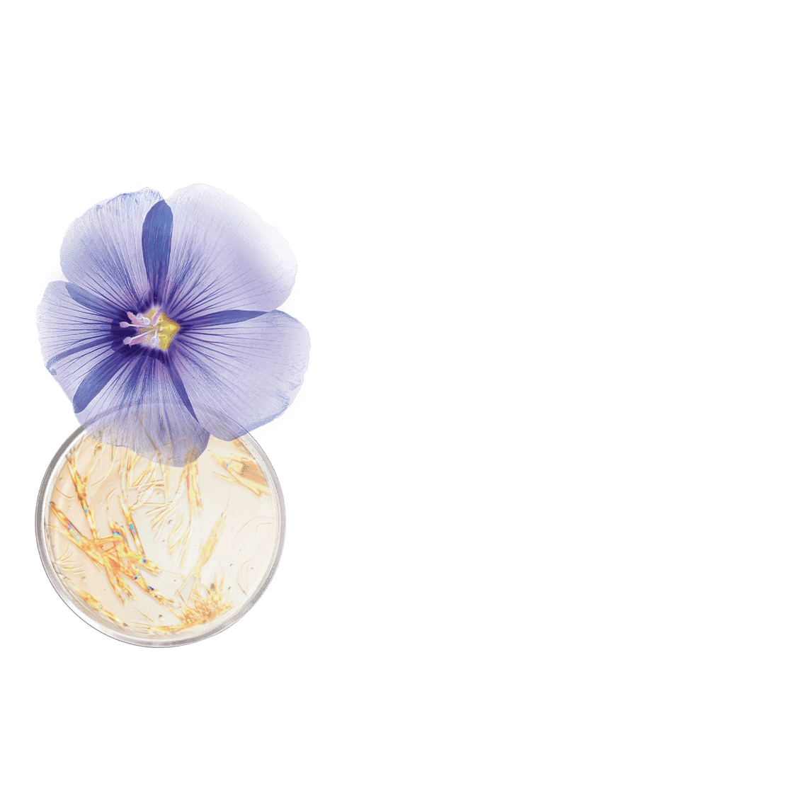 pierre ricaud Masque lifting effet tenseur