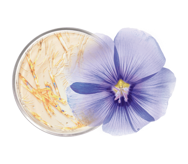 Pierre Ricaud Sérum Activateur