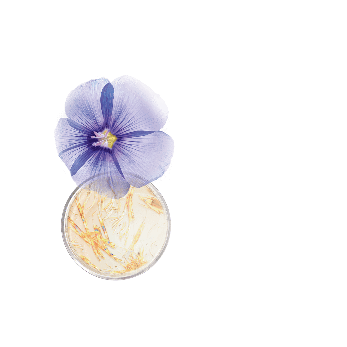 pierre ricaud Sérum activateur