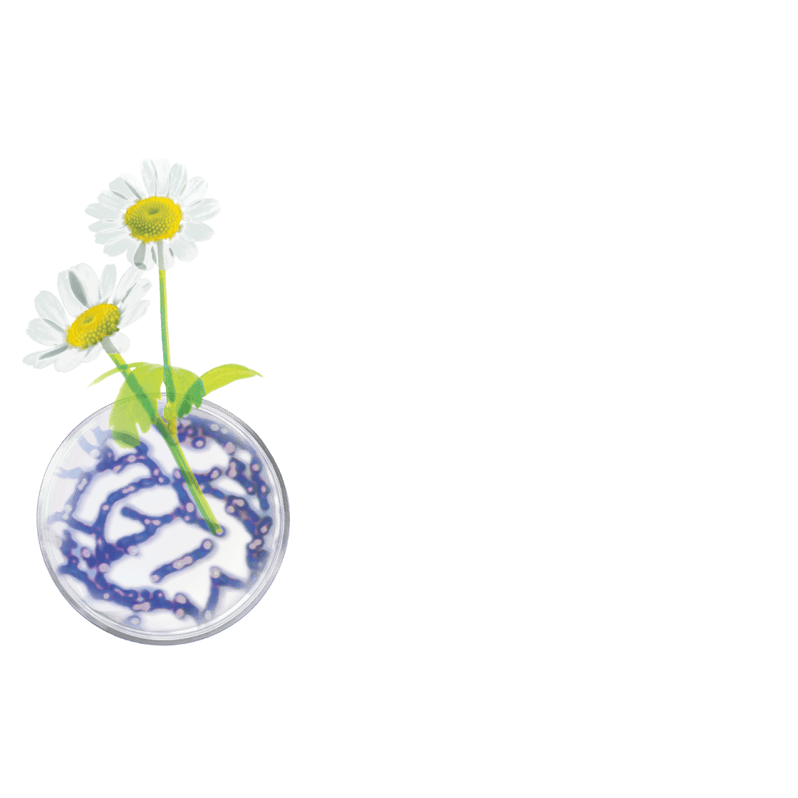 pierre ricaud RENAISSANCE - Cure 14 nuits régénérante et relaxante