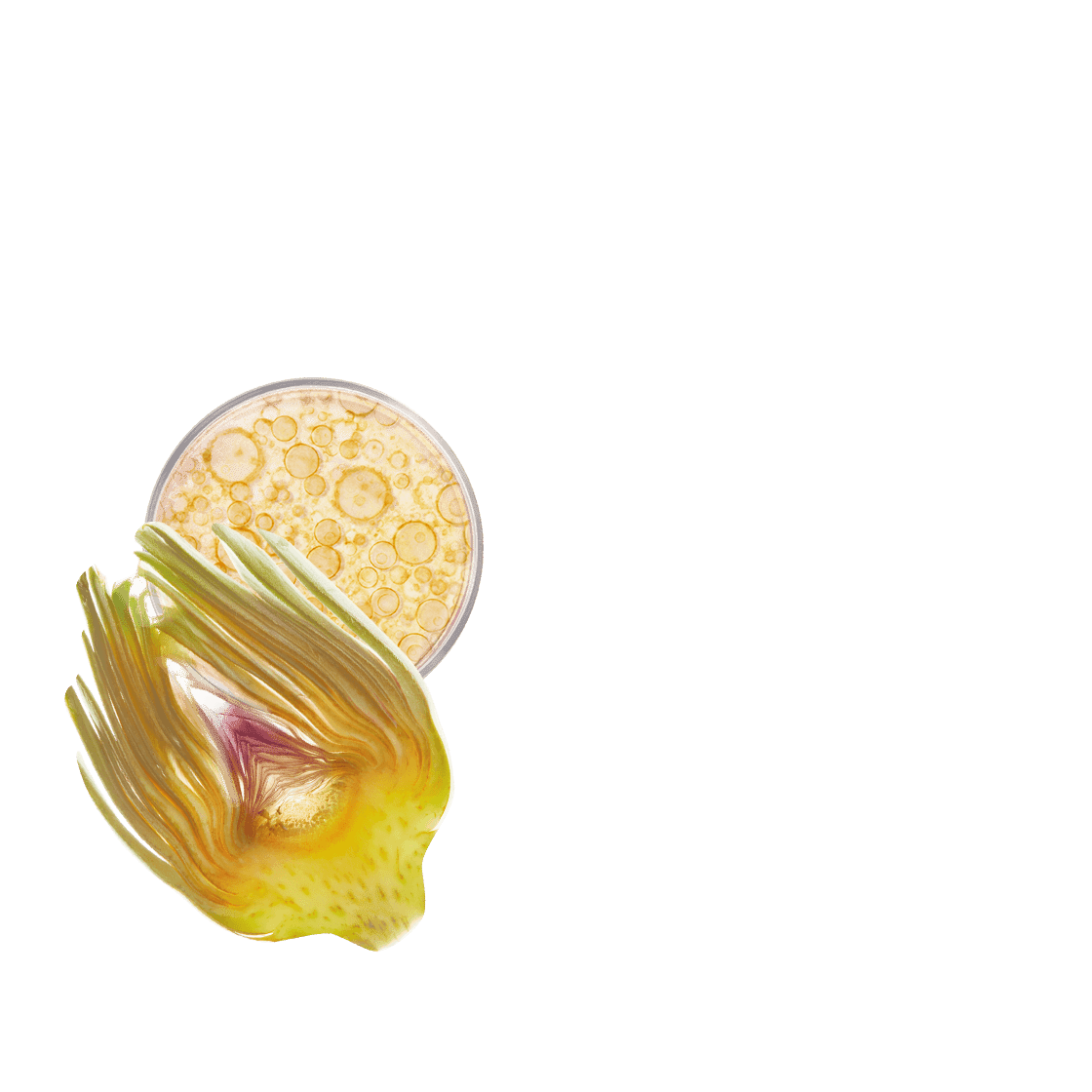 pierre ricaud Sérum activateur revitalisant anti-rides