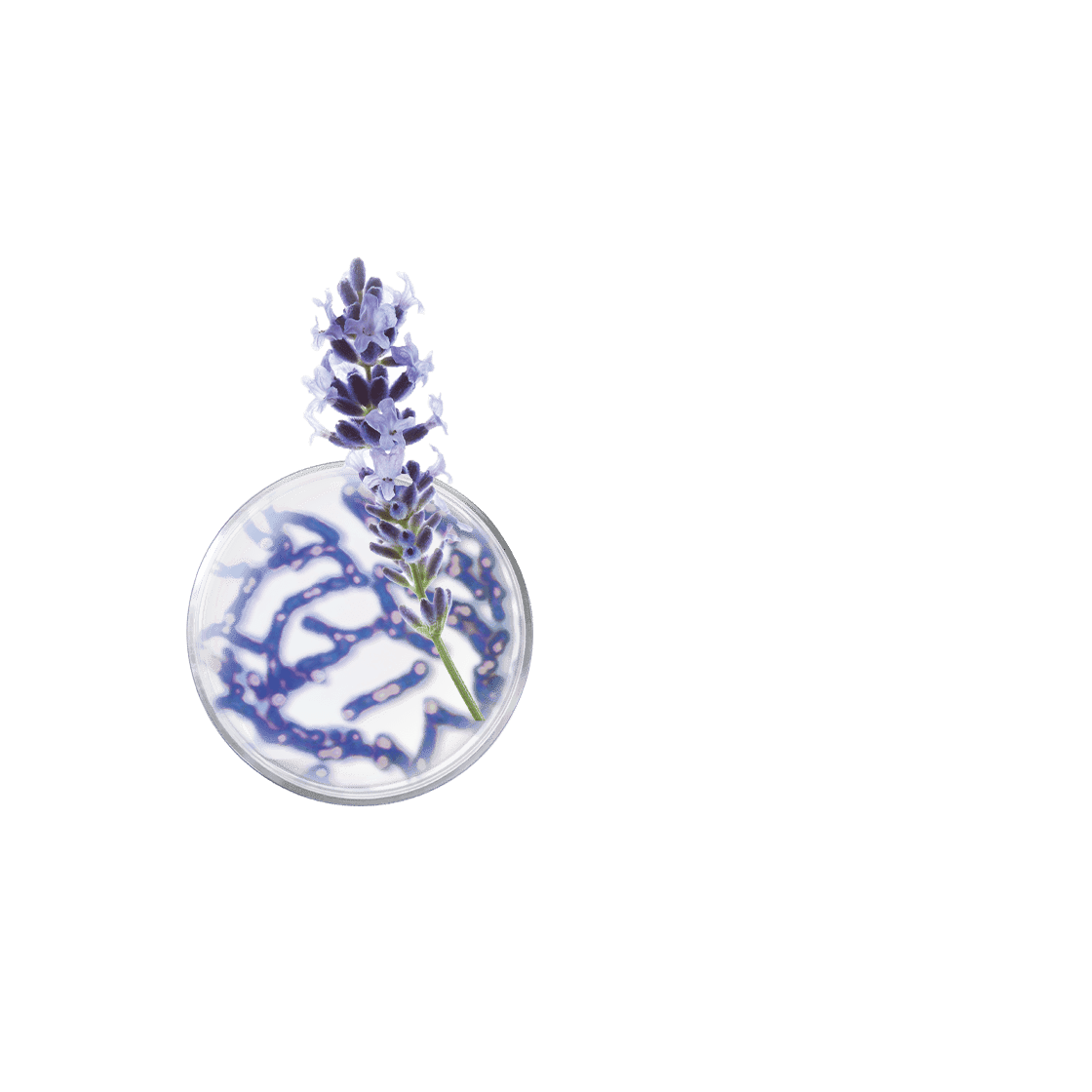 pierre ricaud Sérum de nuit activateur régénération suprême