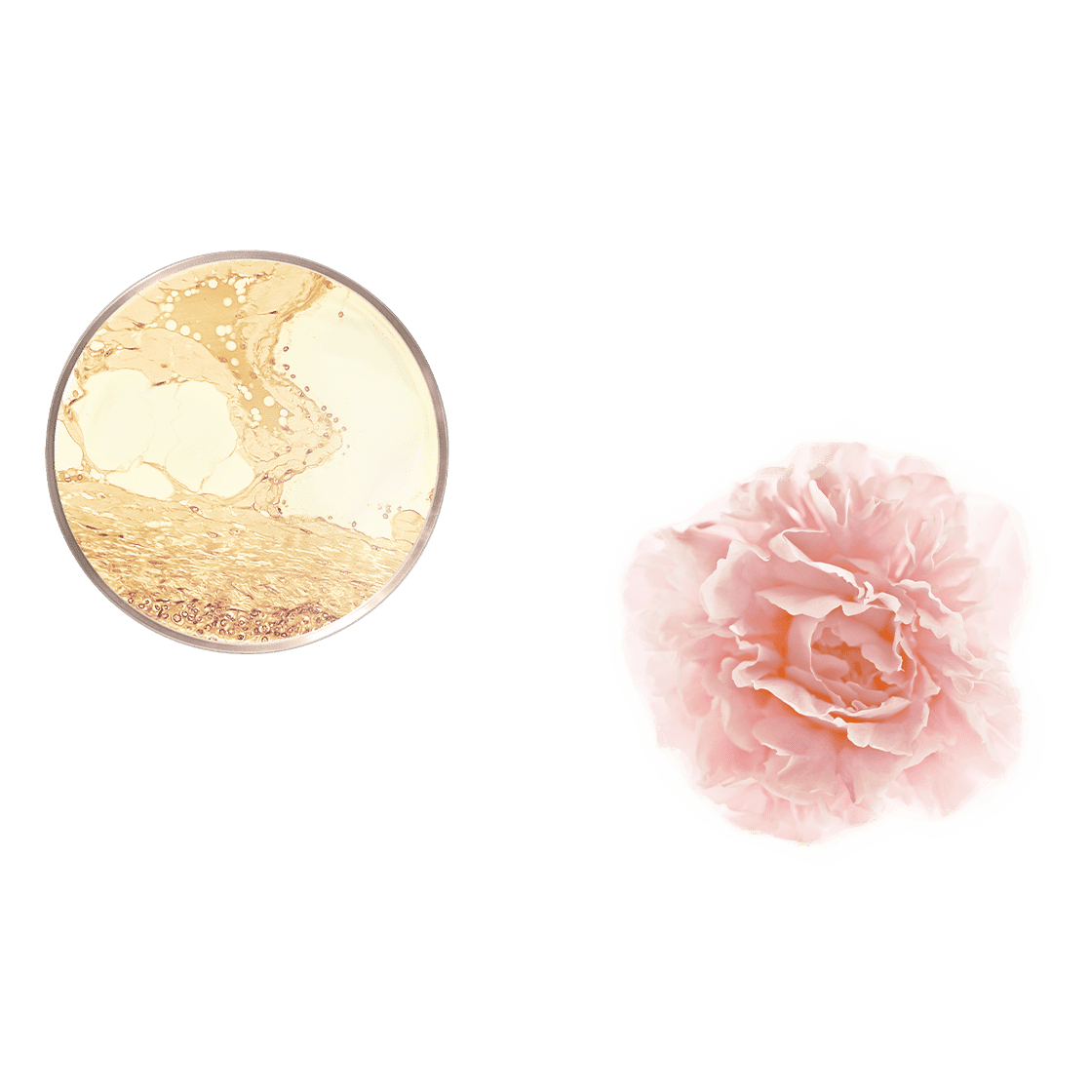 pierre ricaud Sublime baume contour yeux Peptide et Rosa centifolia