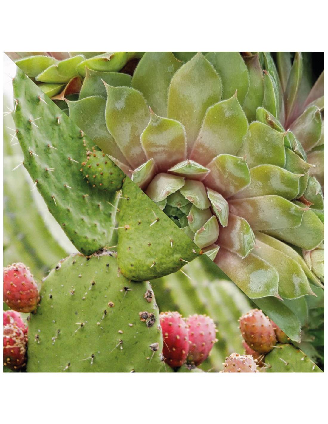 Plisson Activateur Bronzant