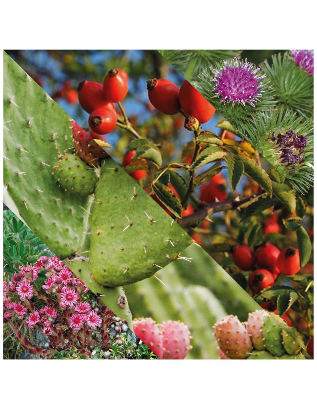 Plisson Baume Après-rasage Pour Le Crâne