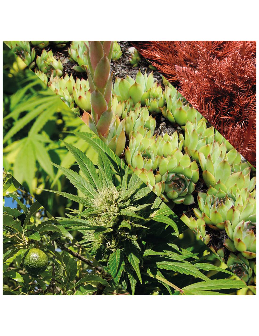 Plisson Crème Anti-âge Visage