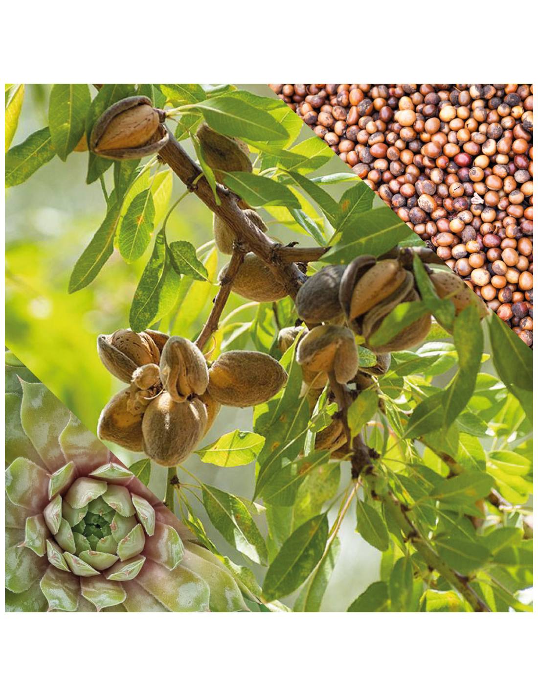 Plisson Crème Pour Les Mains