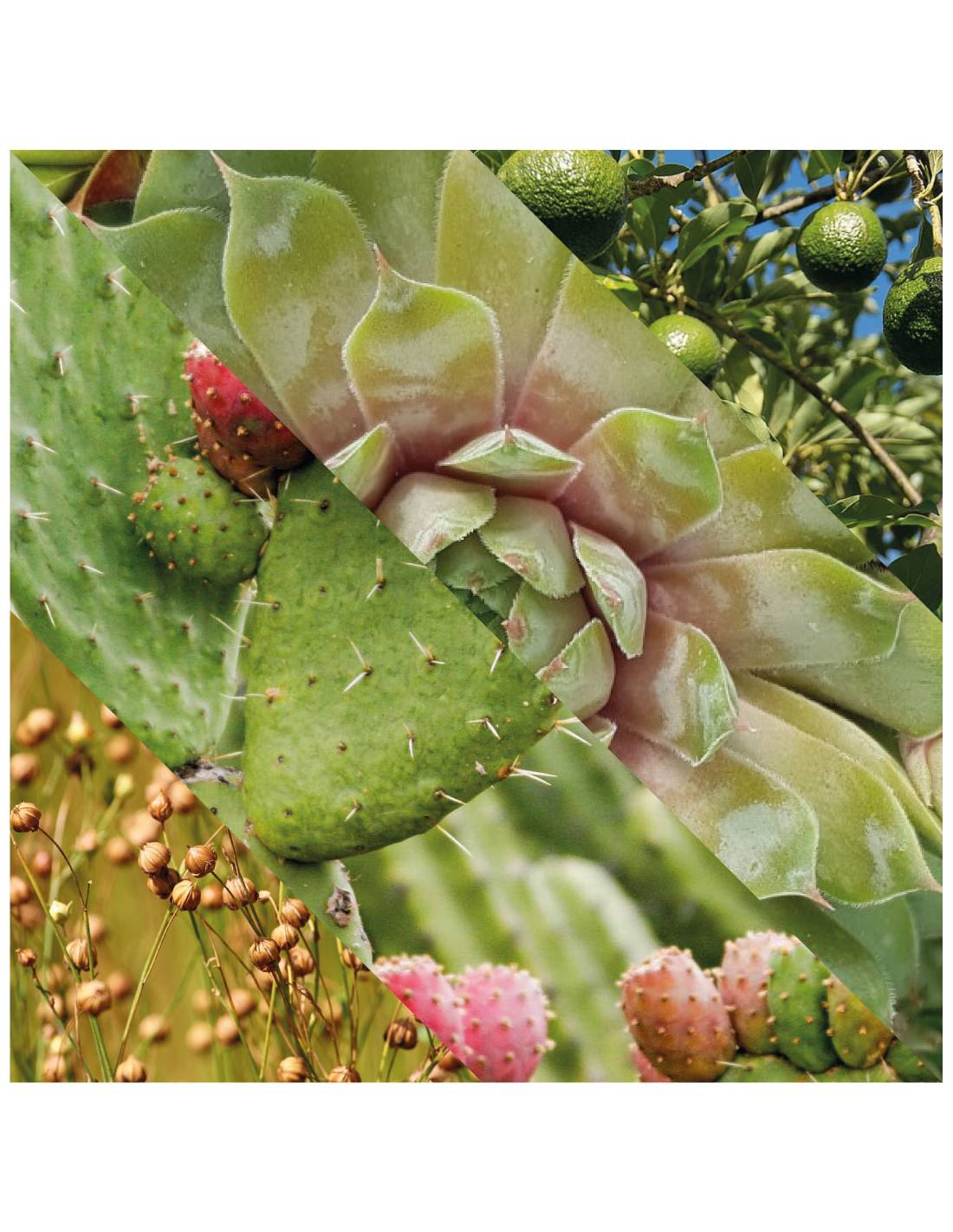 Plisson Fluide Hydratant Visage