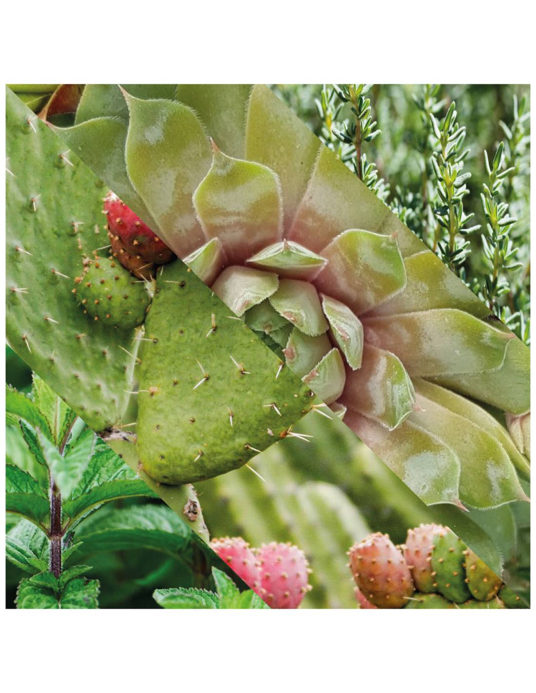 Plisson Gel Nettoyant Visage Quotidien