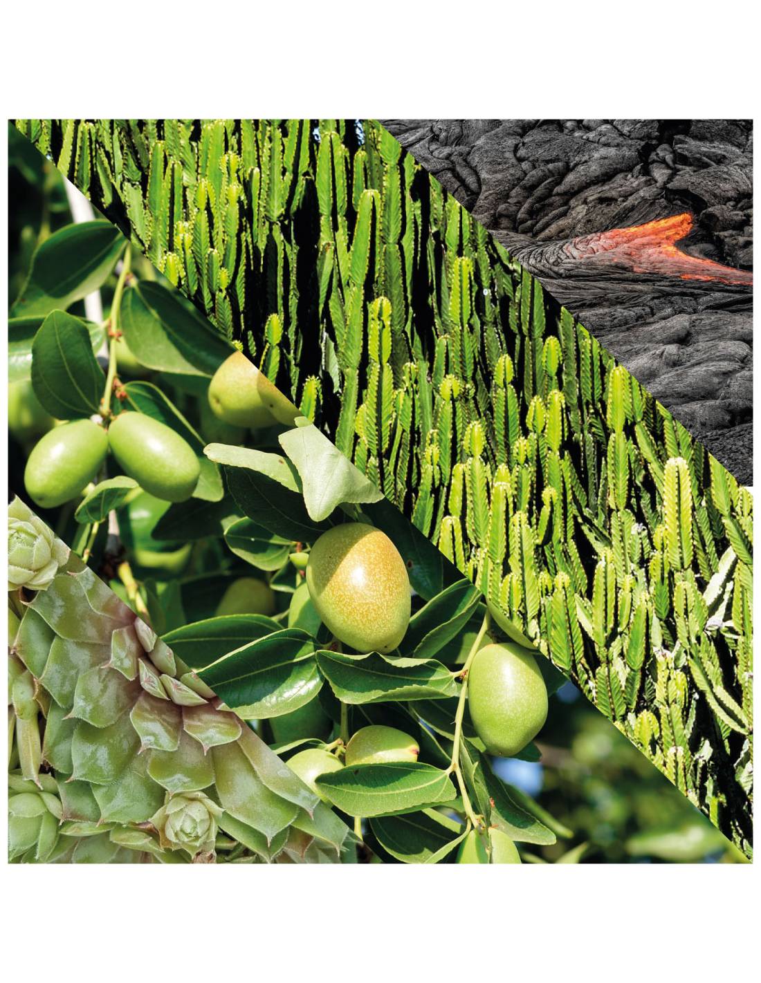 Plisson Gommage énergisant Visage