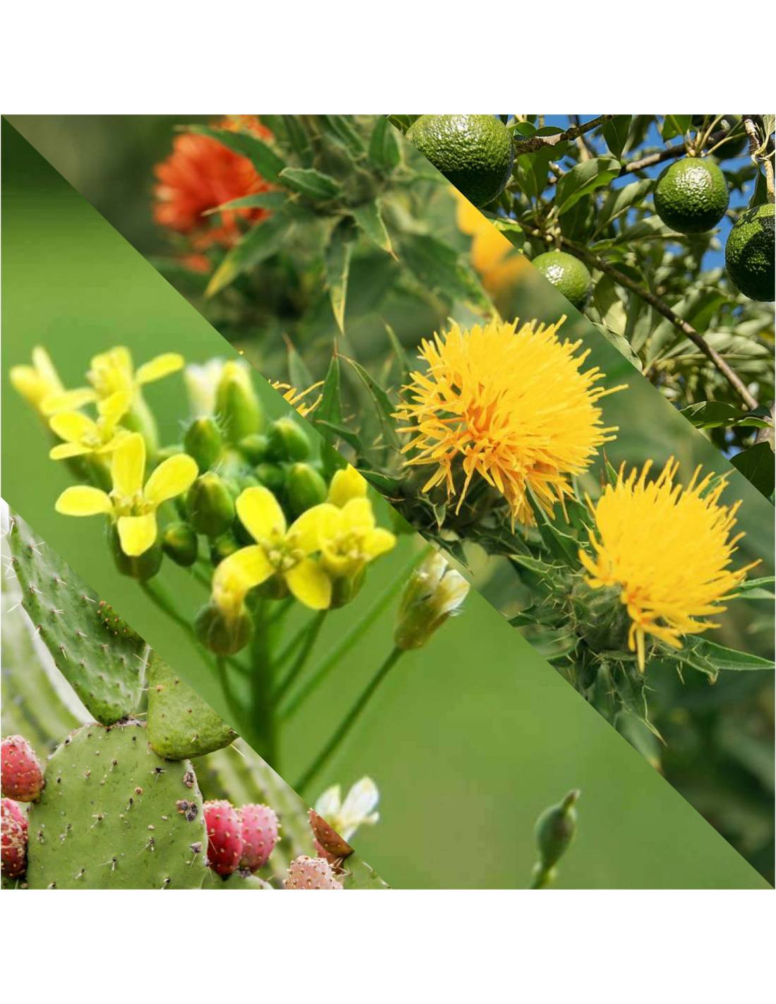 Plisson Huile à Barbe