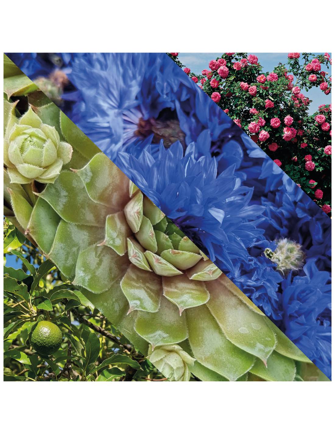 Plisson Soin Contour Des Yeux