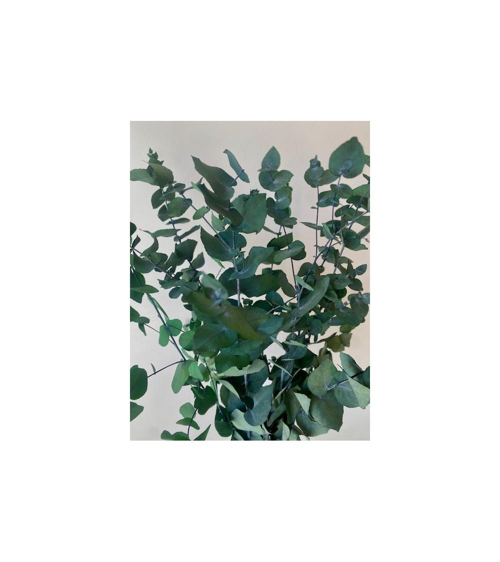 Pompon Bazar EUCALYPTUS POPULIS PRESERVE VERT