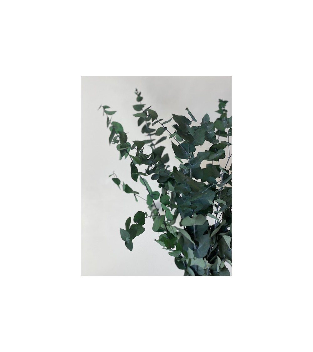 Pompon Bazar EUCALYPTUS POPULIS PRESERVE VERT