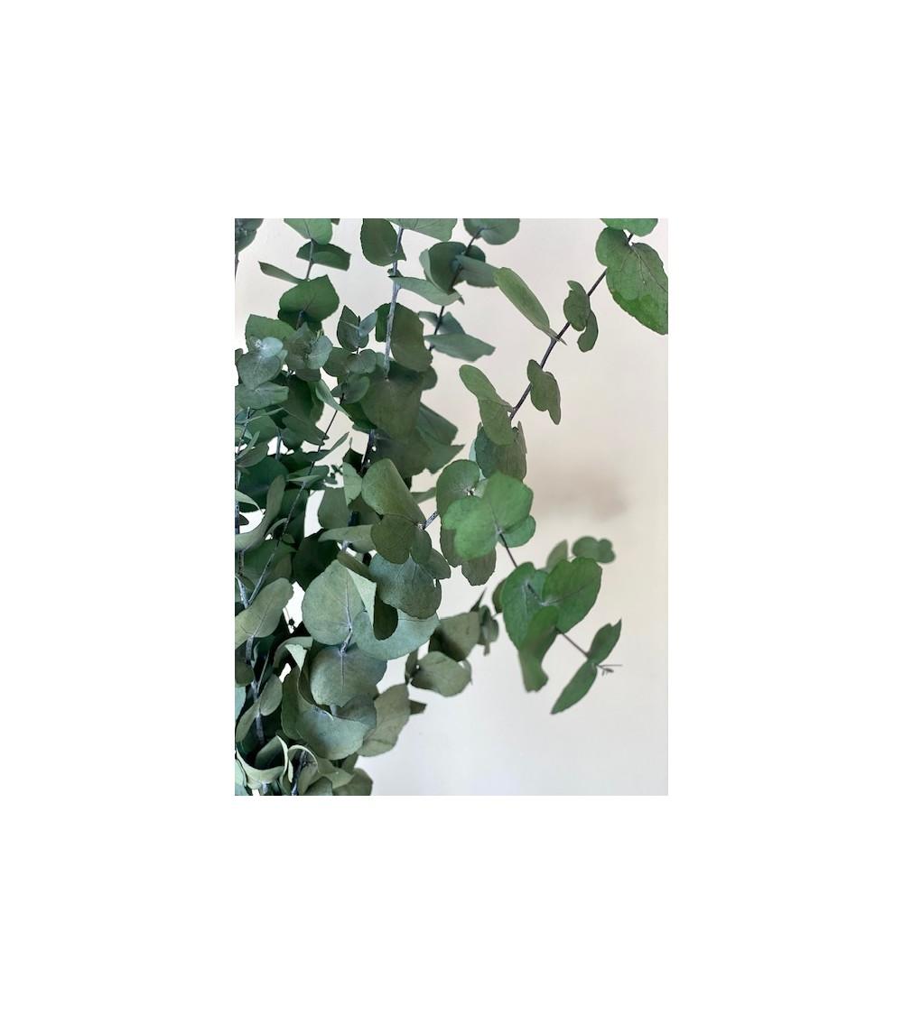 Pompon Bazar EUCALYPTUS POPULIS PRESERVE VERT