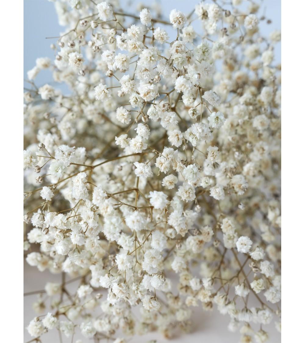 Pompon Bazar GYPSOPHILE PRESERVE ECRU
